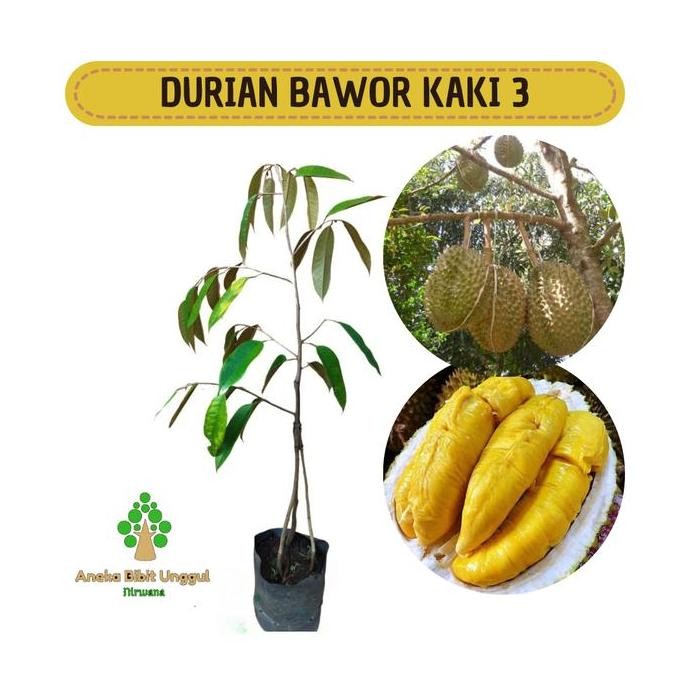 

Terlaris Bibit Durian Bawor Kaki 3 Kaki Tiga Aneka Bibit Unggul