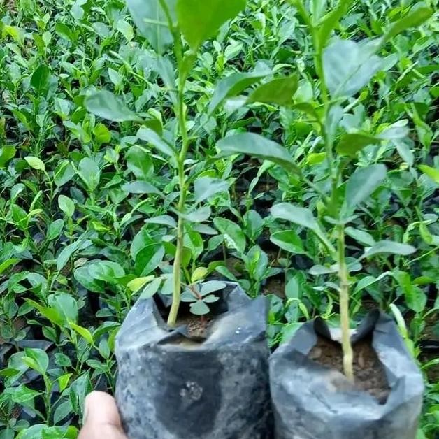 

Terlaris Bibit Jeruk Nipis