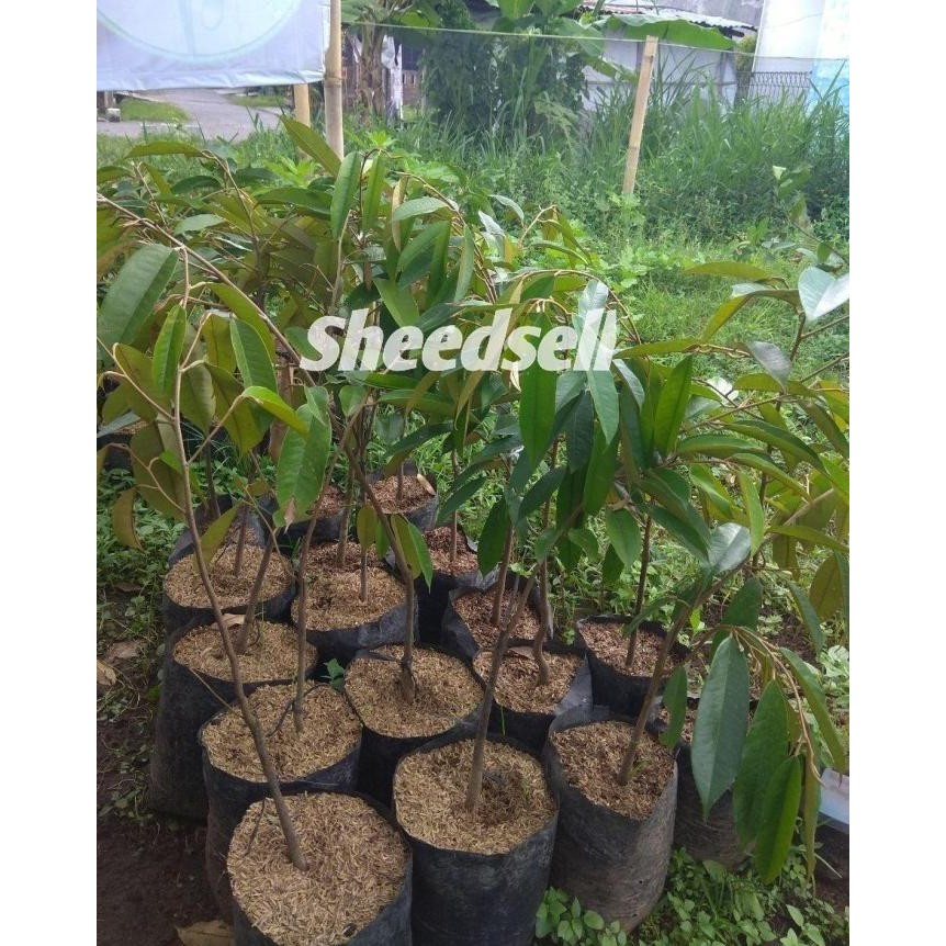 

Terlaris Bibit Durian Bawor / Bibit Buah / Tanaman