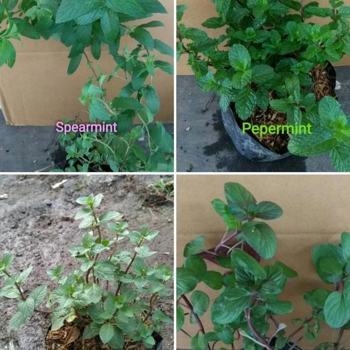 

Terlaris Bibit Tanaman Daun Mint Herbal Isi 4 Macam