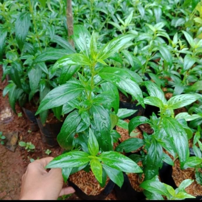 

Terlaris Bibit Tanaman Sambiloto Herbal Top