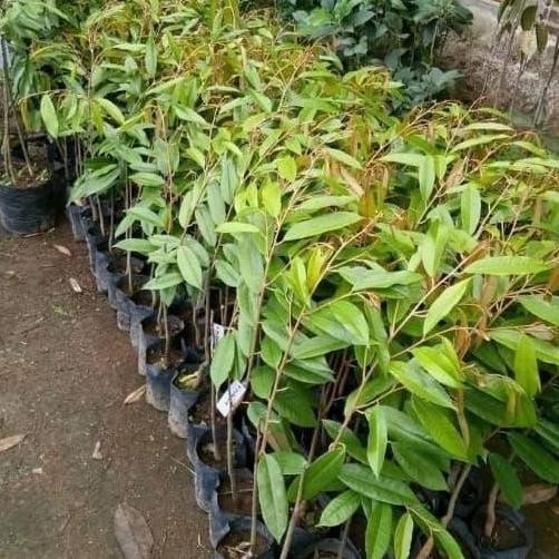 

Terlaris Bibit Durian Montong Kk 1