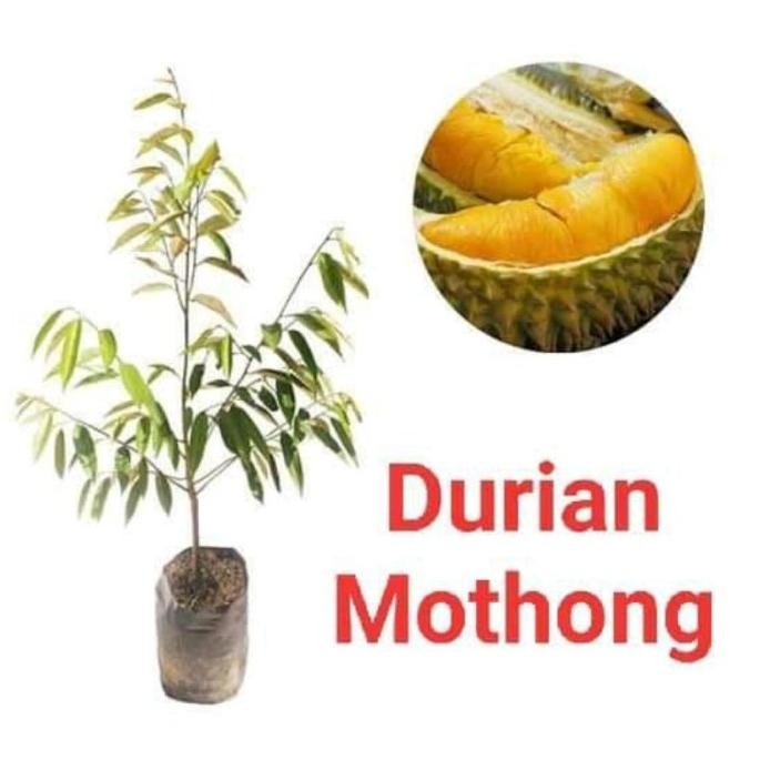 

Terlaris Bibit Durian Montong Super Genjah (Bayar Di Tempat)
