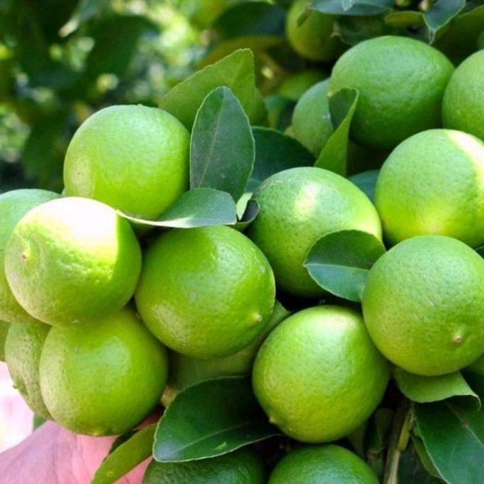 

Terlaris Bibit Jeruk Nipis Jumbo, Sudah Berbuah