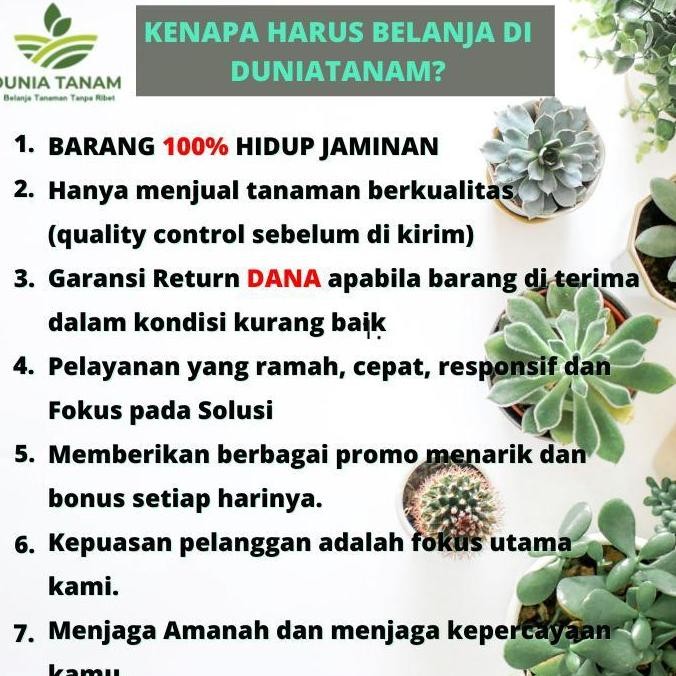 

Terlaris [Berbuah Rimbun] Bibit Tanaman Buah Jeruk Keep Kip Purut Nipis Lemon Manis Nagami Limo Santang
