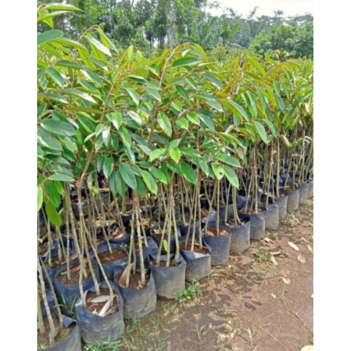 

Terlaris Bibit Durian Oche Kaki 3 Super Unggul