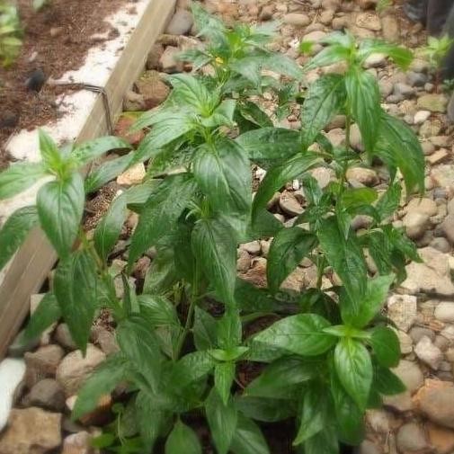 

Terlaris Bibit Tanaman Sambiloto Obat Herbal (Andrographis Paniculata)