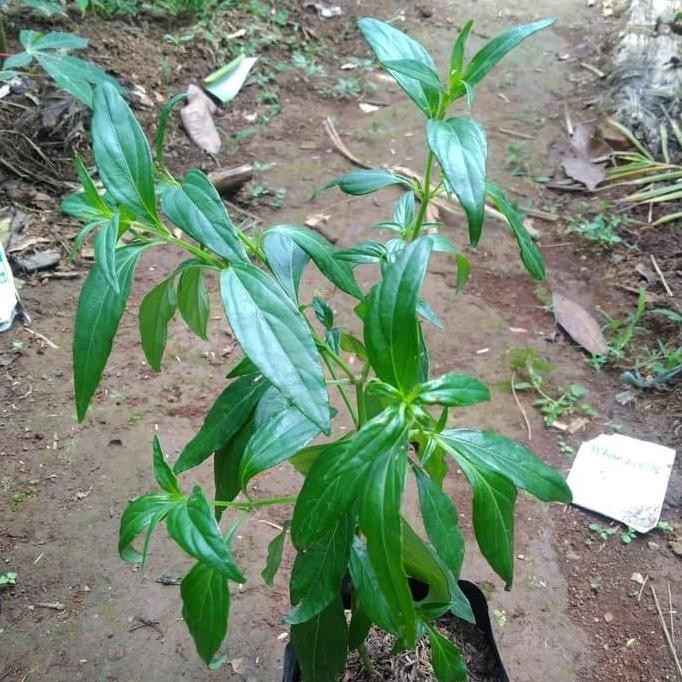

Terlaris Terbaru Bibit Pohon Sambiloto/Tanaman Sambiloto Herbal