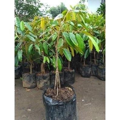 

Terlaris Bibit Durian Montong