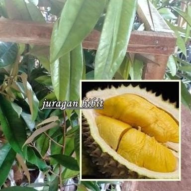 

Terlaris Bibit Tanaman Durian D24 - Durian Varietas Banyak Di Cari