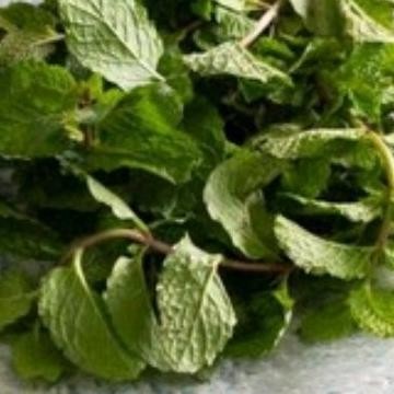 

Terlaris Bibit Daun Mint,Per Rumpun Isi 3