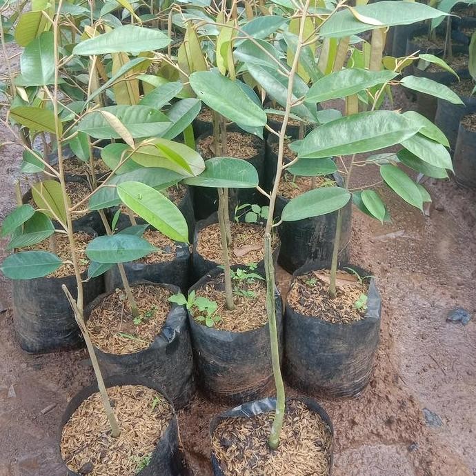 

Terlaris Bibit Durian 1Paket Dapt 10Pohon Jenis Mk Bawor Hitam Mtong