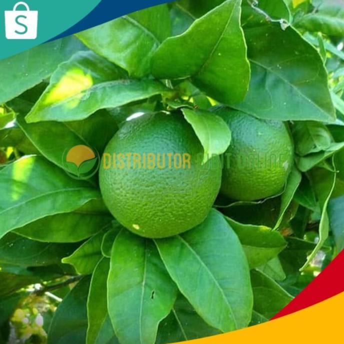 

Terlaris Bibit Jeruk Nipis Jumbo Hasil Okulasi Cepat Berbuah Super Iiiii