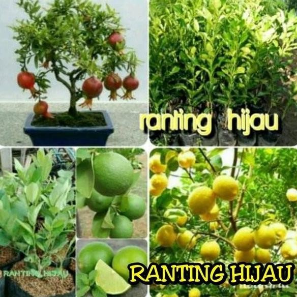 

Terlaris Paket 4 Bibit Buah -Delima Merah-Jeruk Nipis Jeruk Lemon Import