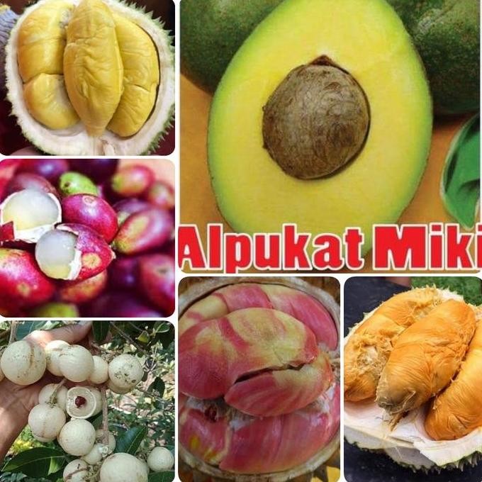 

Terlaris Paket 6 Bibit Tanaman-Bibit Durian Musangking-Bibit Alpukat-Kelengkeng