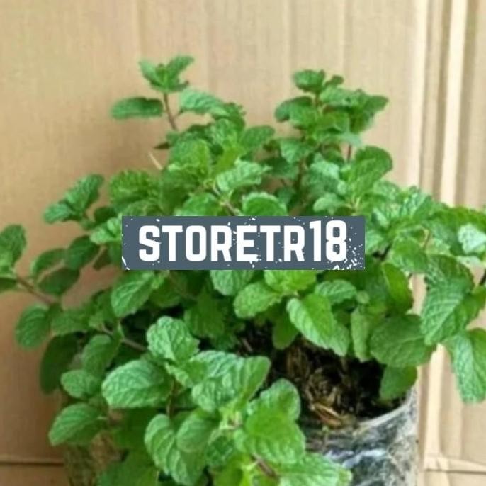 

Terlaris Jual Bibit Tanaman Mint , Daun Mint , Tanaman Herbal Daun Mint