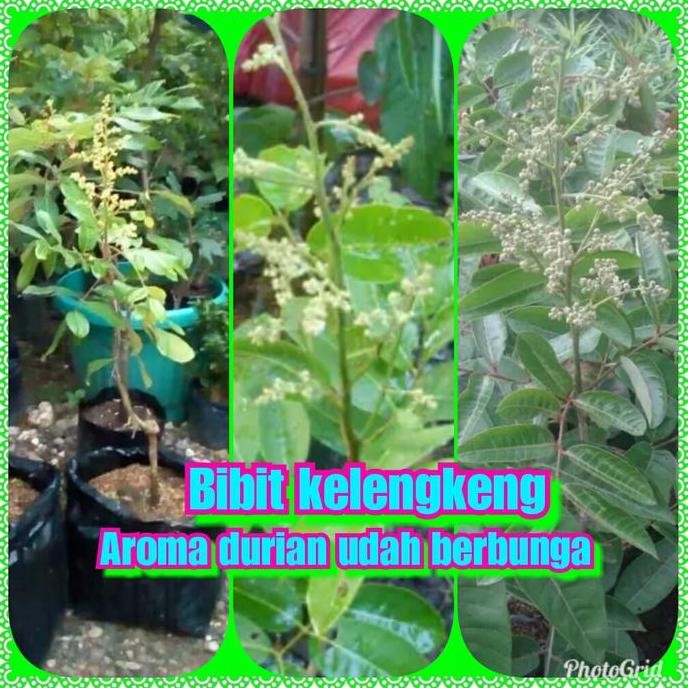 

Terlaris Bibit Kelengkeng Aroma Rasa Durian Udah Berbunga