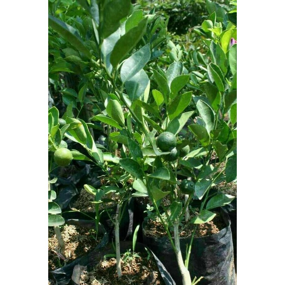 

Terlaris Bibit Jeruk Nipis