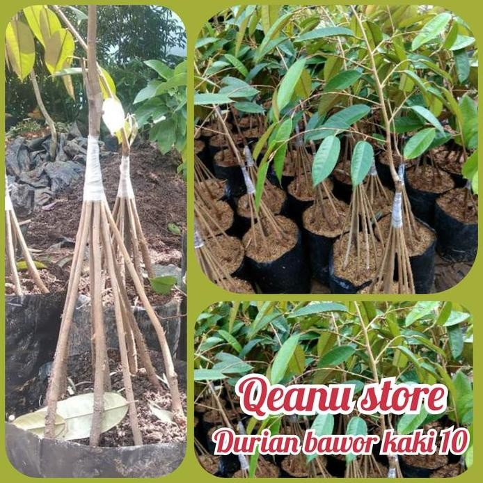 

Terlaris Bibit Buah Durian Bawor Kaki 10 Unggul