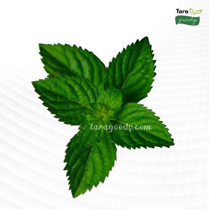 

Terlaris Bibit Daun Mint Menthol Atau Tanaman Peppermint - Tanaman Obat