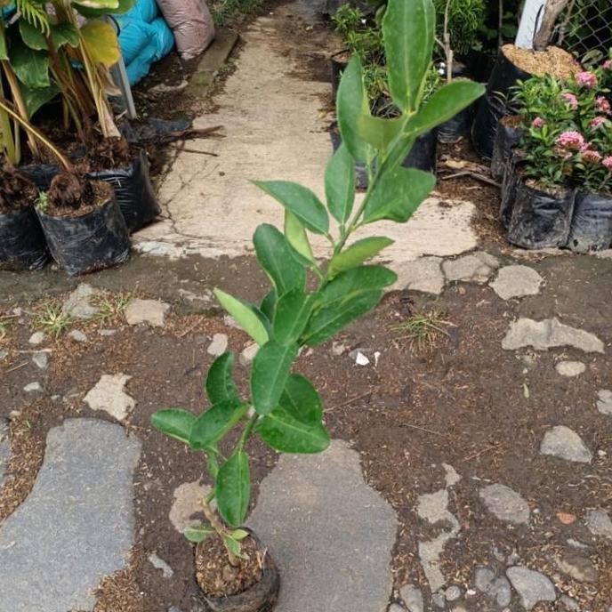 

Terlaris Bibit Jeruk Nipis - Tanaman Sayur - Tanaman Toga