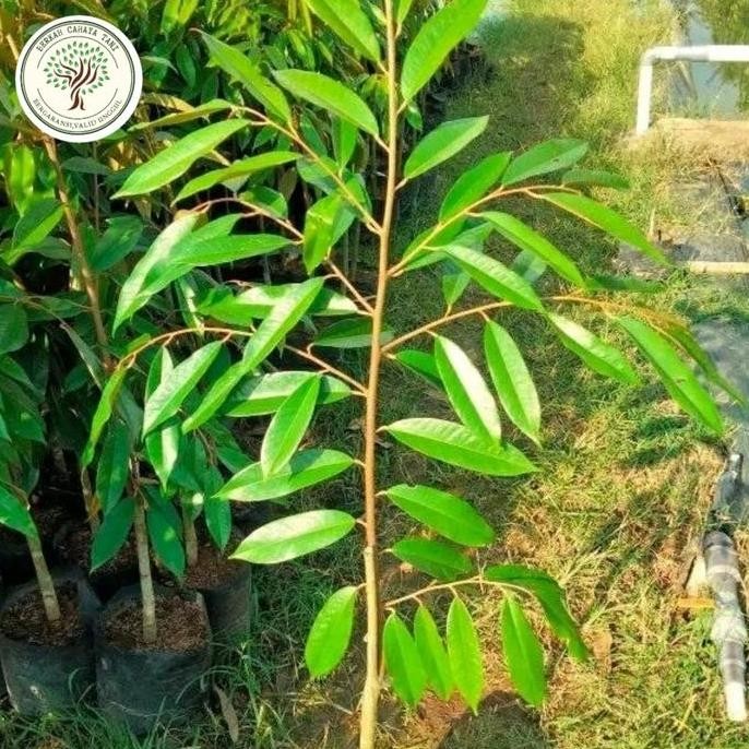 

Terlaris Bibit Durian Montong Tinggi 1 Meter Hasil Okulasi