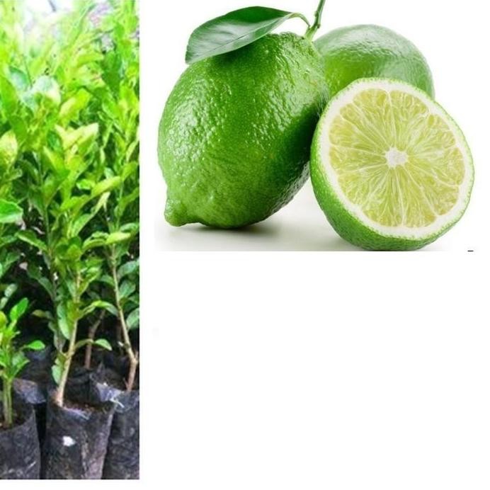 

Terlaris Bibit Tanaman Pohon Jeruk Nipis Hasil Okulasi Jaminan Asli