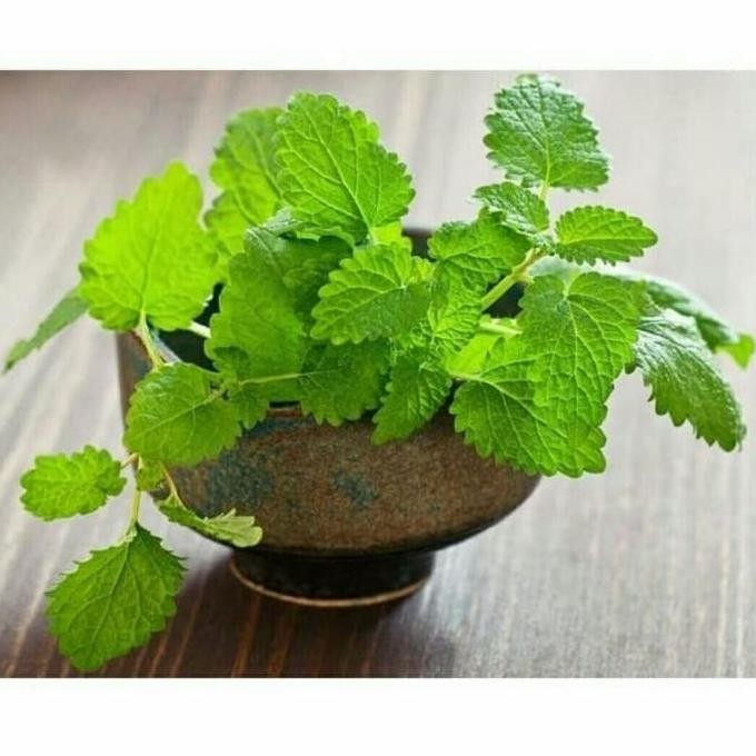 

Terlaris Bibit Daun Pepper Mint / Daun Mint Mentha