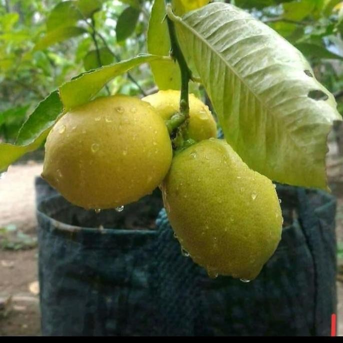 

Terlaris Paket Murah 5 Bibit Jeruk Purut, Limao, Lemon, Santang, Nipis Berbuah