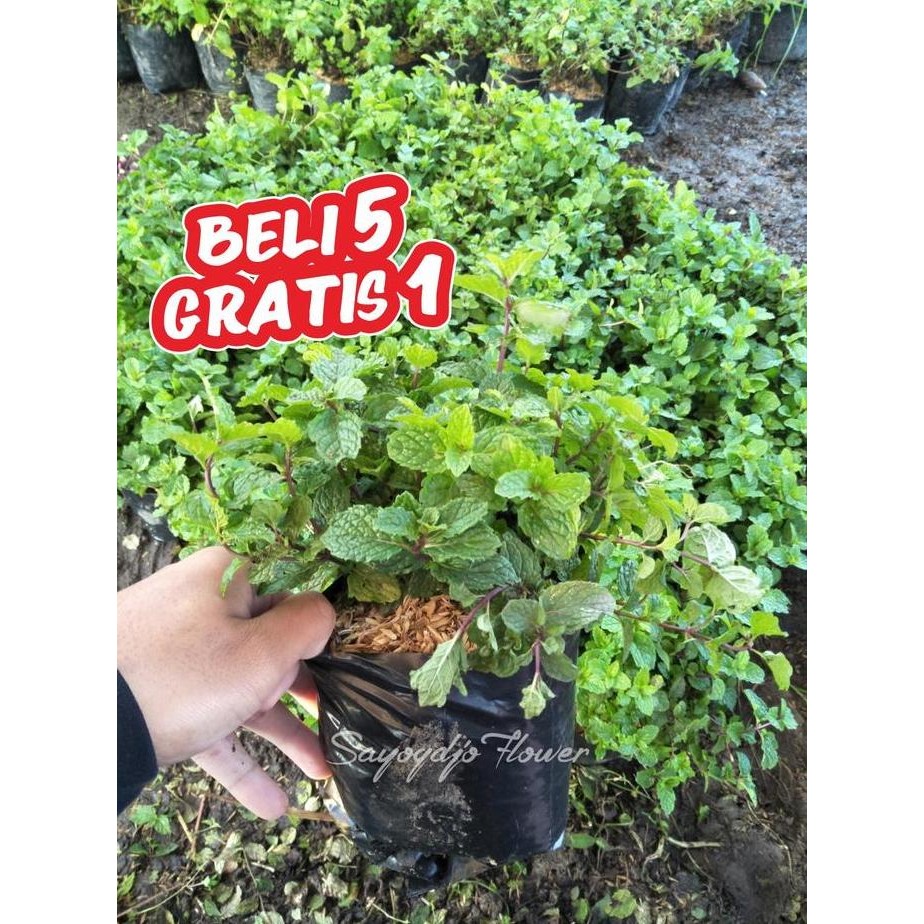 

Terlaris Daun Mint / Bibit Tanaman Daun Mint / Tanaman Mint