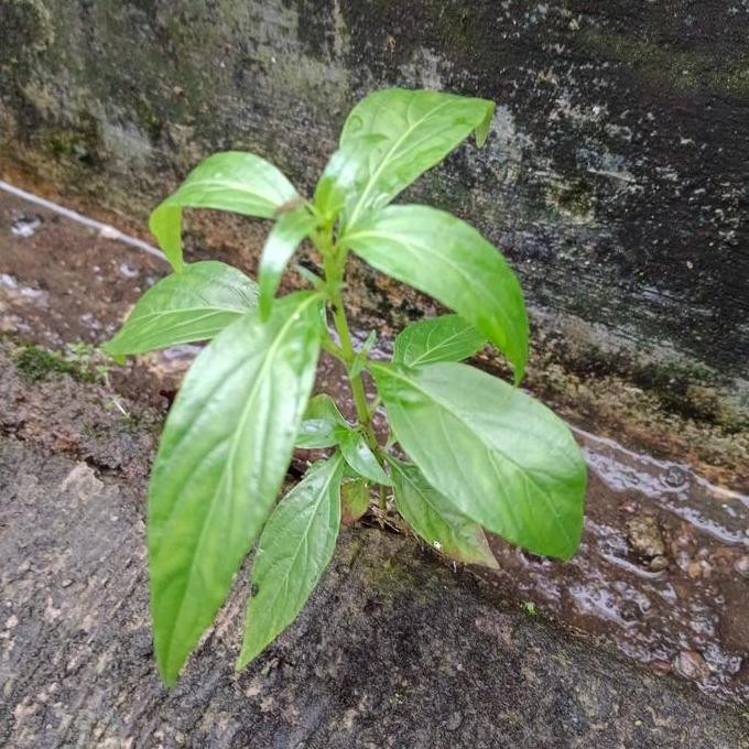 

Terlaris Bibit Daun Pahit / Daun Sambiloto