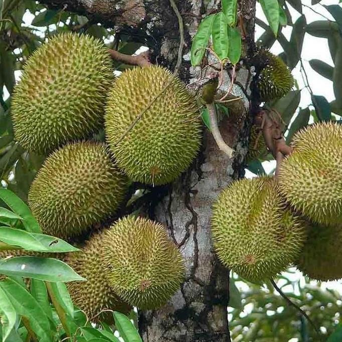 

Terlaris Bibit Tanaman Durian Musangking Kaki 3