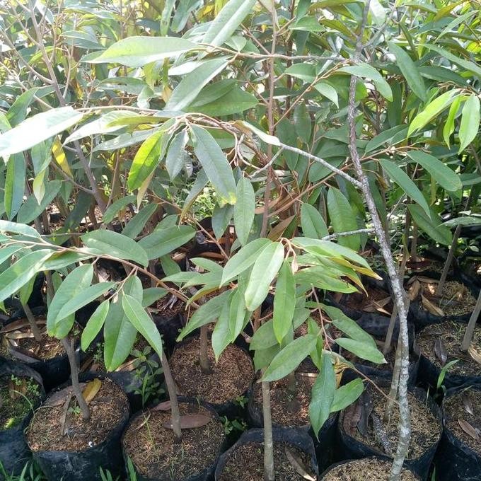 

Terlaris Bibit Durian Musangking Unggul
