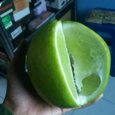 

Terlaris Bibit Jeruk Nipis Jumbo