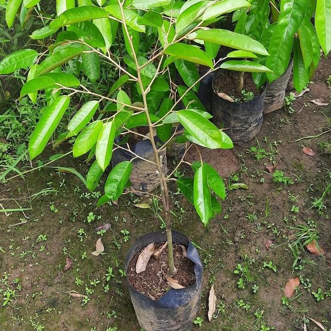 

Terlaris Bibit Durian Super Tembaga 50-80Cm