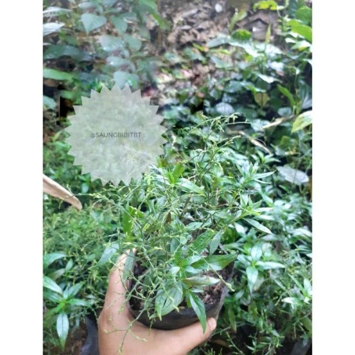

Terlaris Bibit Pohon Daun Sambiloto - Tanaman Herbal Sambilata - Hpehoj 0956It