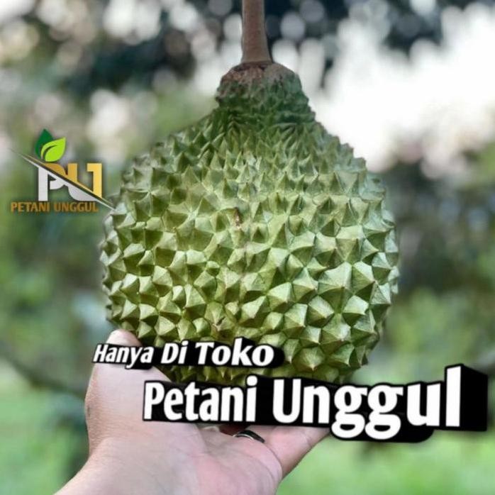 

Terlaris Bibit Durian Oche Super Unggul