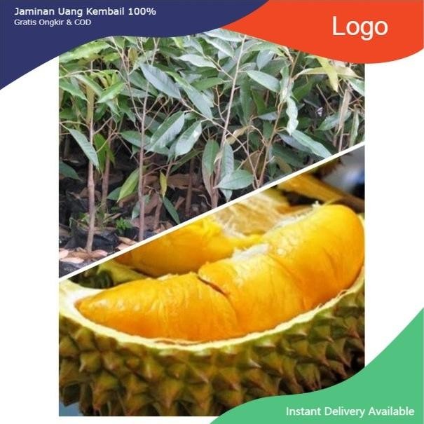 

Terlaris Bibit Pohon Durian Musangking