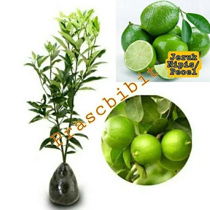 

Terlaris Bibit Jeruk Nipis ( Beli 7 Gratis 1)