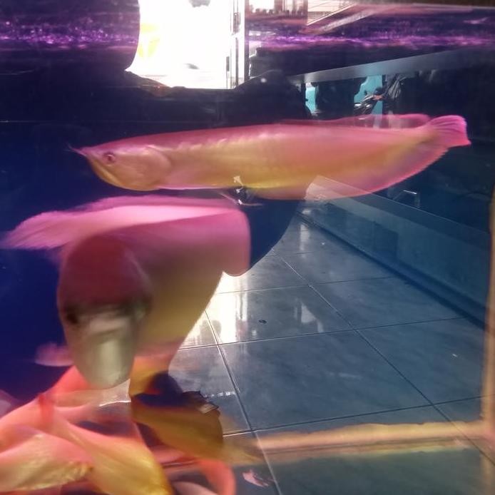 Terlaris Ikan Arwana Silver Red Size 40Cm Arowana Hiasan Aquarium