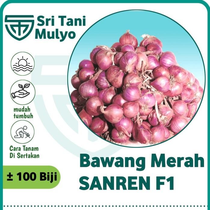 

Terlaris Panah Merah 100 Biji - Benih Bawang Merah Sanren F1 - Bibit Sayuran - Benih Sayuran