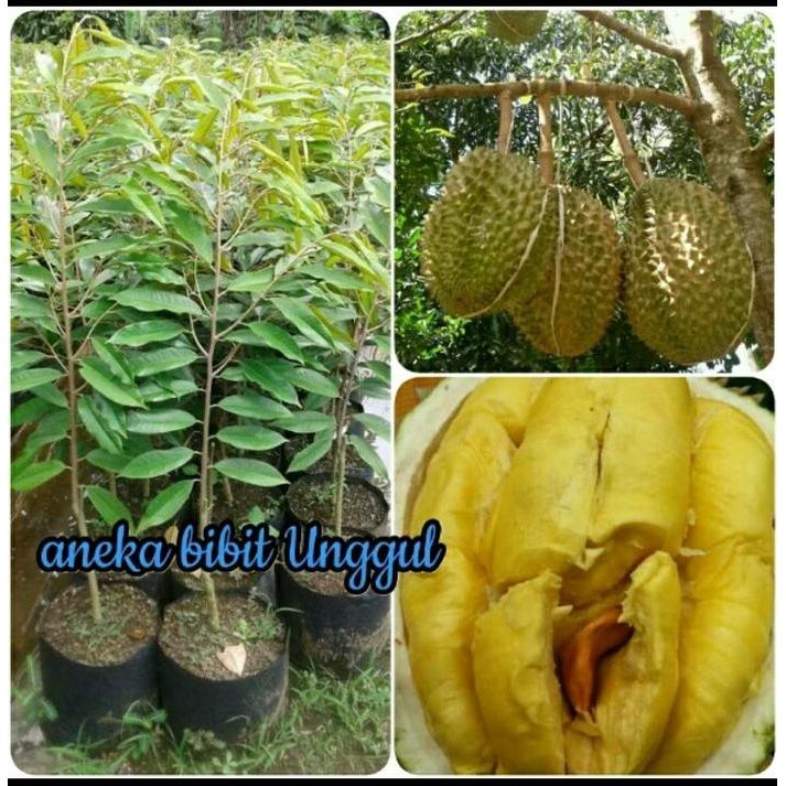 

Terlaris Bibit Buah Durian Musangking Unggul 1 Meter