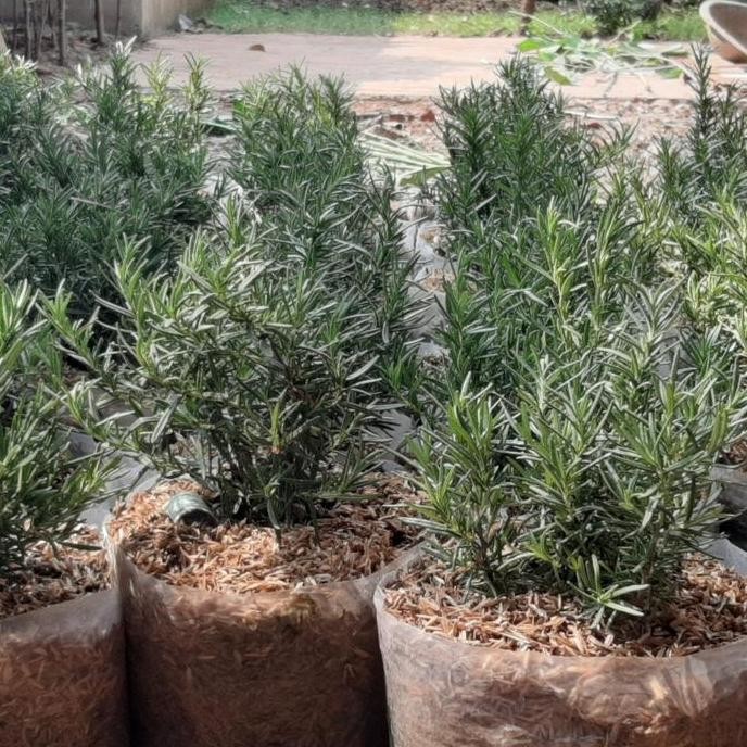 

Terlaris Bibit Tanaman Rosemary