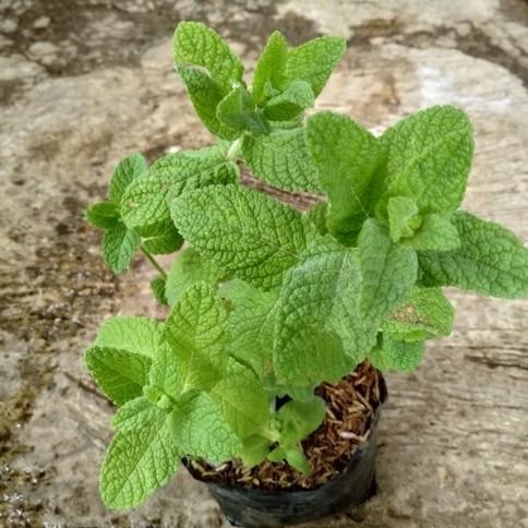 

Terlaris Tanaman Daun Apple Mint - Bibit Tanaman Herbal/Rempah Apel Mint