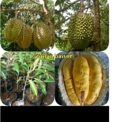 

Terlaris Bibit Durian Si Montong' Bibit Unggul