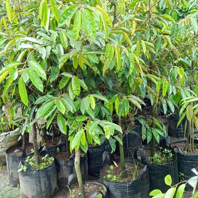 

Terlaris Bibit Durian Super Tembaga Bangka Unggul Berkualitas Tinggi 2M Up