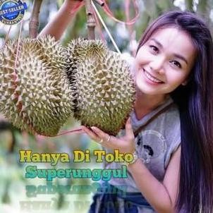 

Terlaris 3 Bibit Durian Bawor Super Unggul