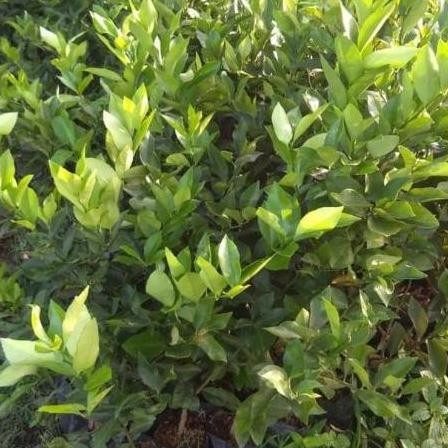 

Terlaris Bibit Tanaman Buah Jeruk Nipis Asli, Pohon Jeruk Nipis Unggul Bb Atz