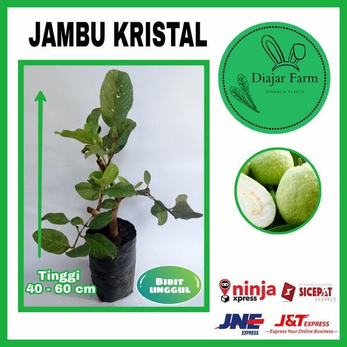 

Terlaris Bibit Tanaman Jambu Kristal | Bibit Buah Hasil Okulasi Dan Cangkok