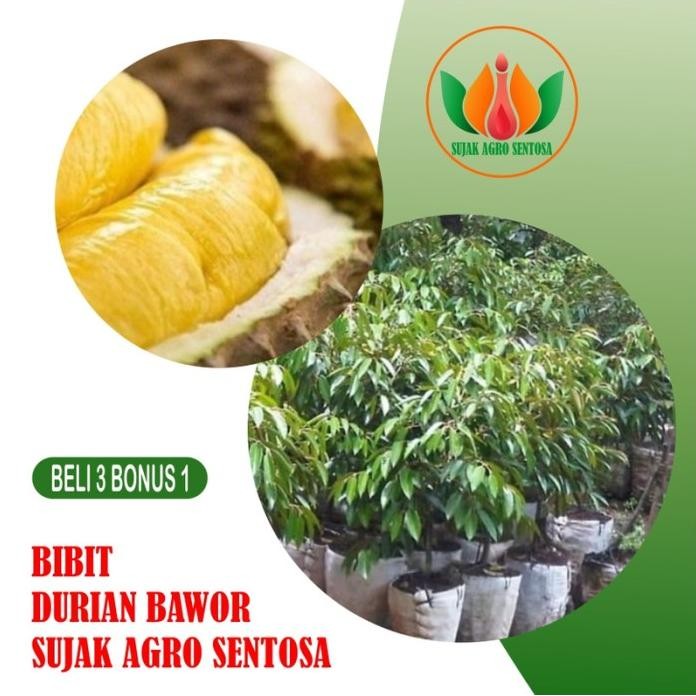 

Terlaris Bibit Buah Tanaman Durian Bawor